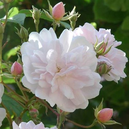 E-commerce, vendita, rose, in, vaso rose rambler - rosa - bianco - Rosa Paul's Himalayan Musk Rambler - rosa intensamente profumata - George Paul, Jr. - Se viene piantata nel posto giusto, garantirà una crescita potente. È una bellissima rampicante con un